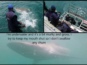 My Favorite Adventures 2019 Great White Shark Cage Diving, Cape Town, S Africa