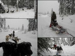 Dogsled collage 2011-01 Whistler, BC. Dog sledding