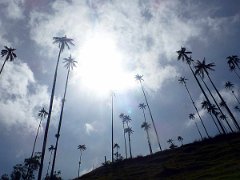 P1100861 2017 - Wax Palms, in the Los Nevados National Natural Park, Colombia grow as high as 200ft